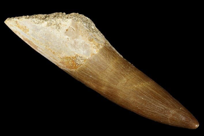Fossil Plesiosaur (Zarafasaura) Tooth - Morocco #176901